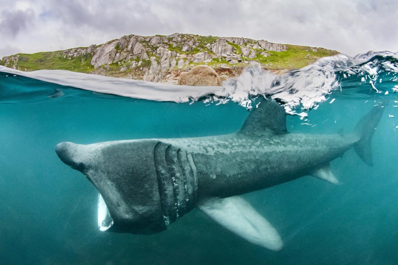 Basking sharks swim with their mouths agape as they passively feed on plankton.