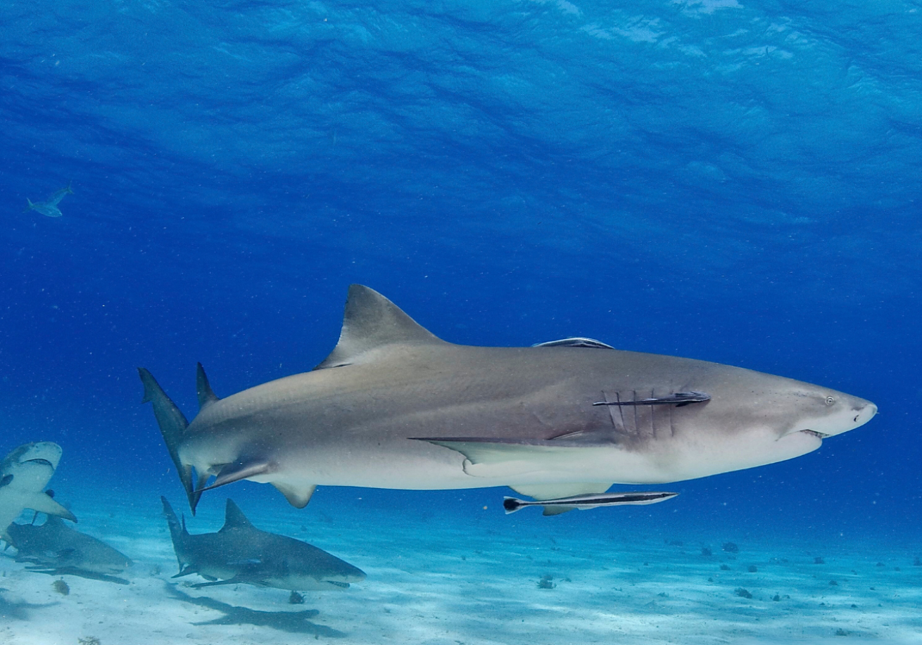 A shark swimming in the water