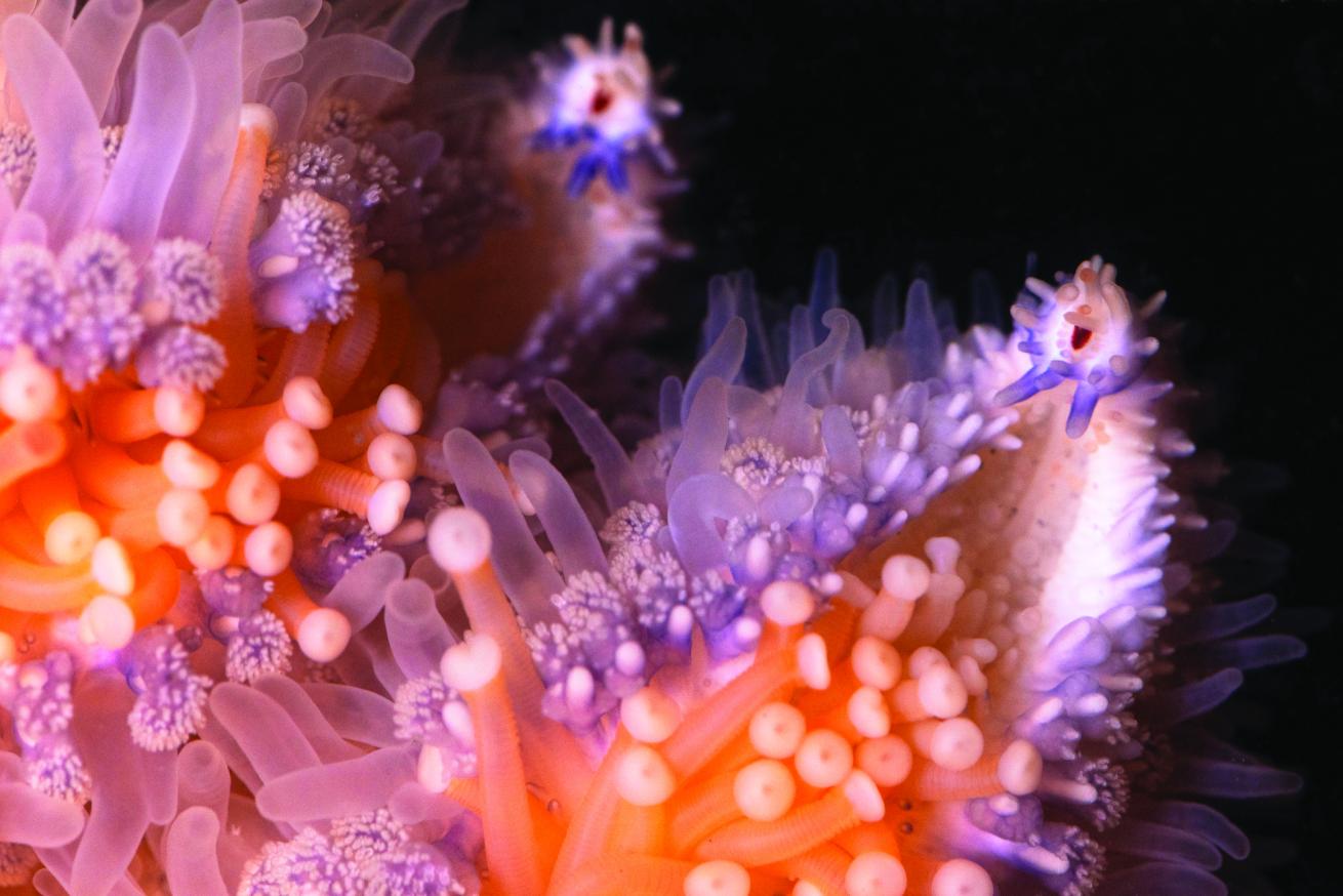 A pycno arm, covered in clawlike pedicellariae, papillae, and tube feet. The red eyespots help the stars respond to light, currents, and touch.