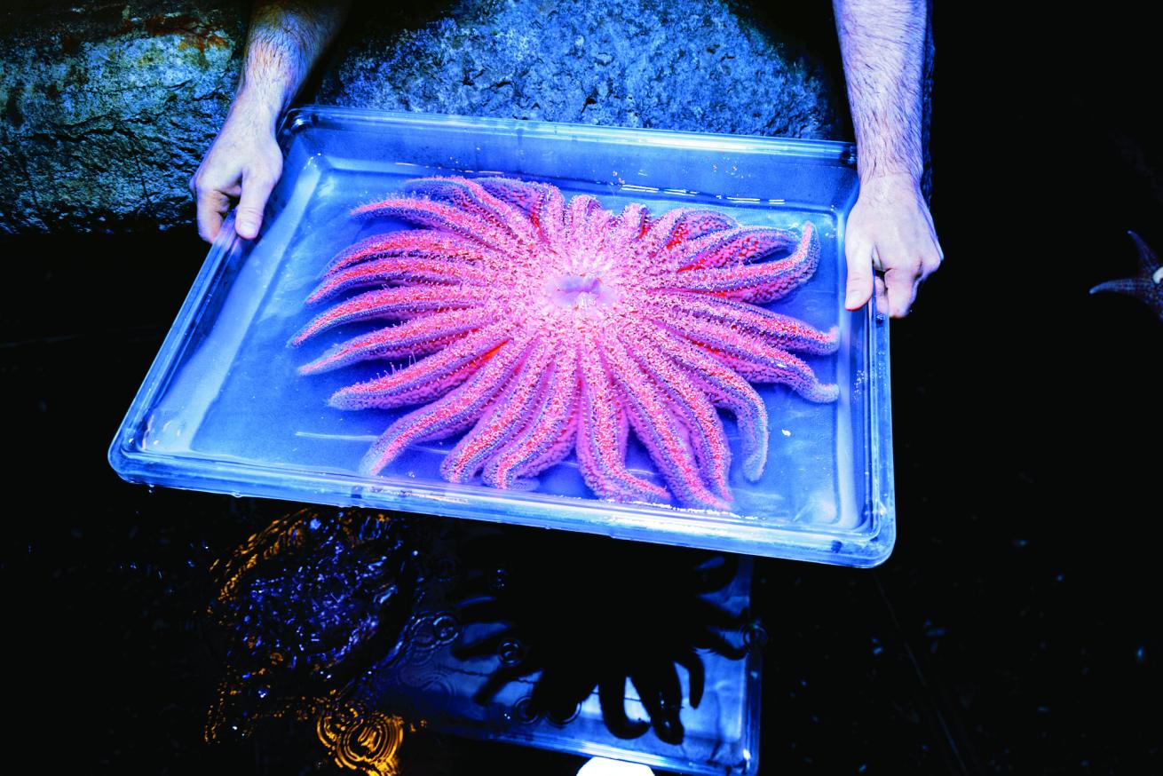 Ben Morrow transports a star after she spawned at the Henry Doorly Zoo.