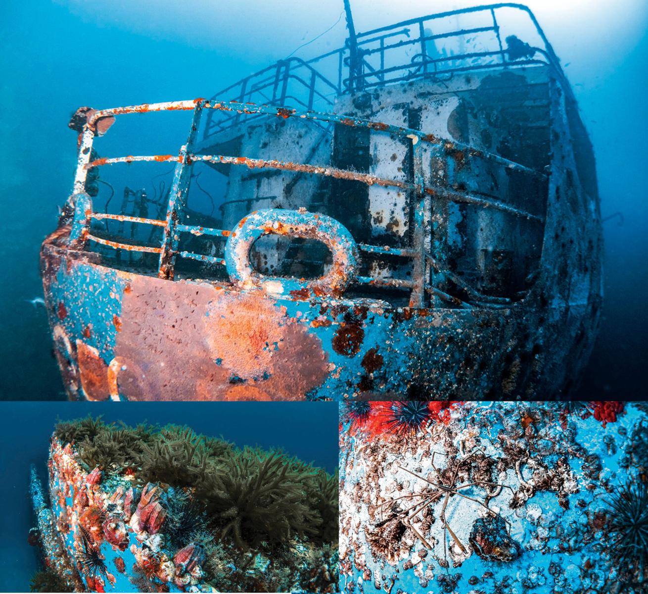 Clockwise: The RMS Atlantis, sunk just last year, already shows marine growth; an arrow crab poses unperturbed for a photograph on the wreck; giant barnacles, algae and urchins have made the 125- foot Atlantis home.