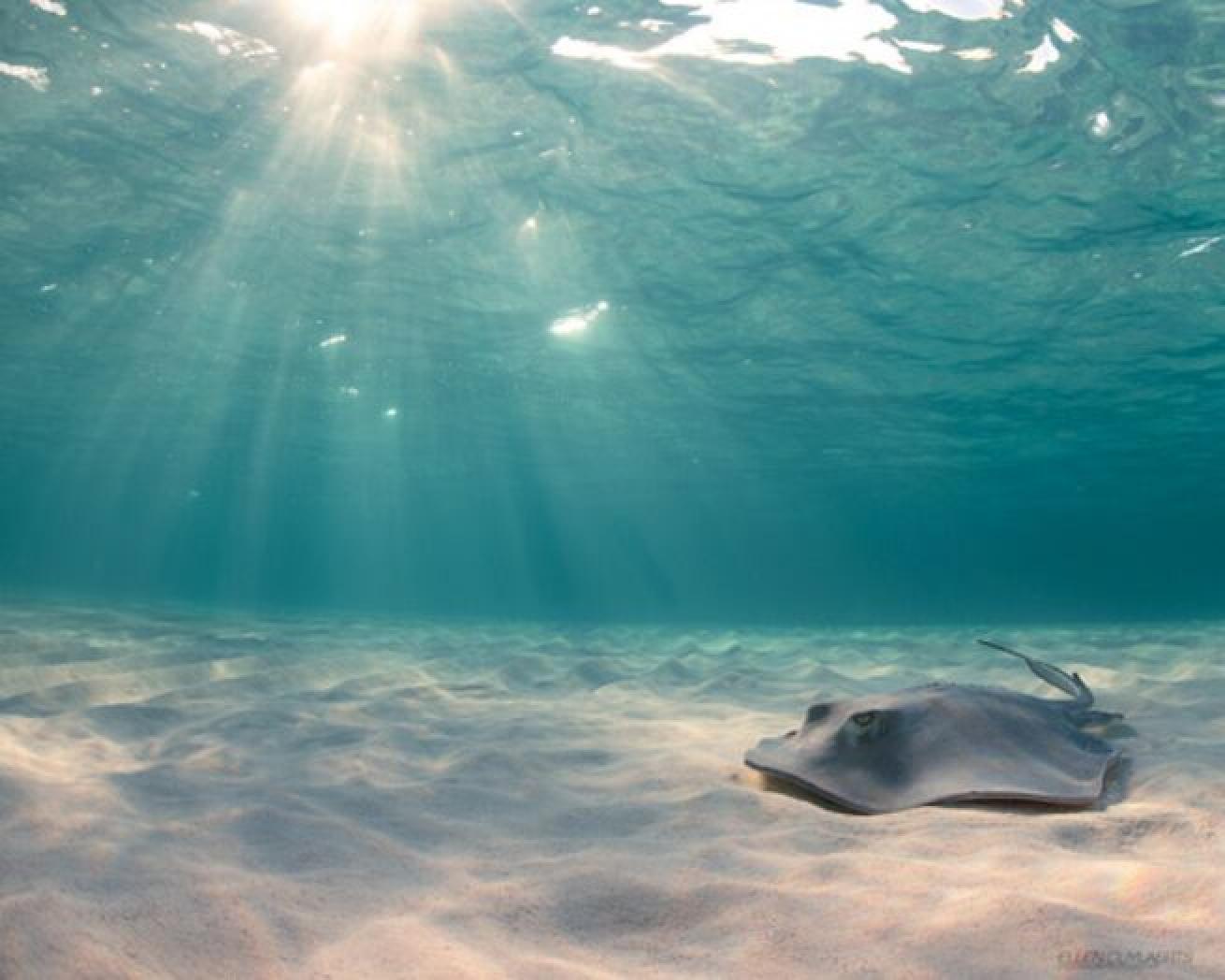 A stingray cruises over the sandbar