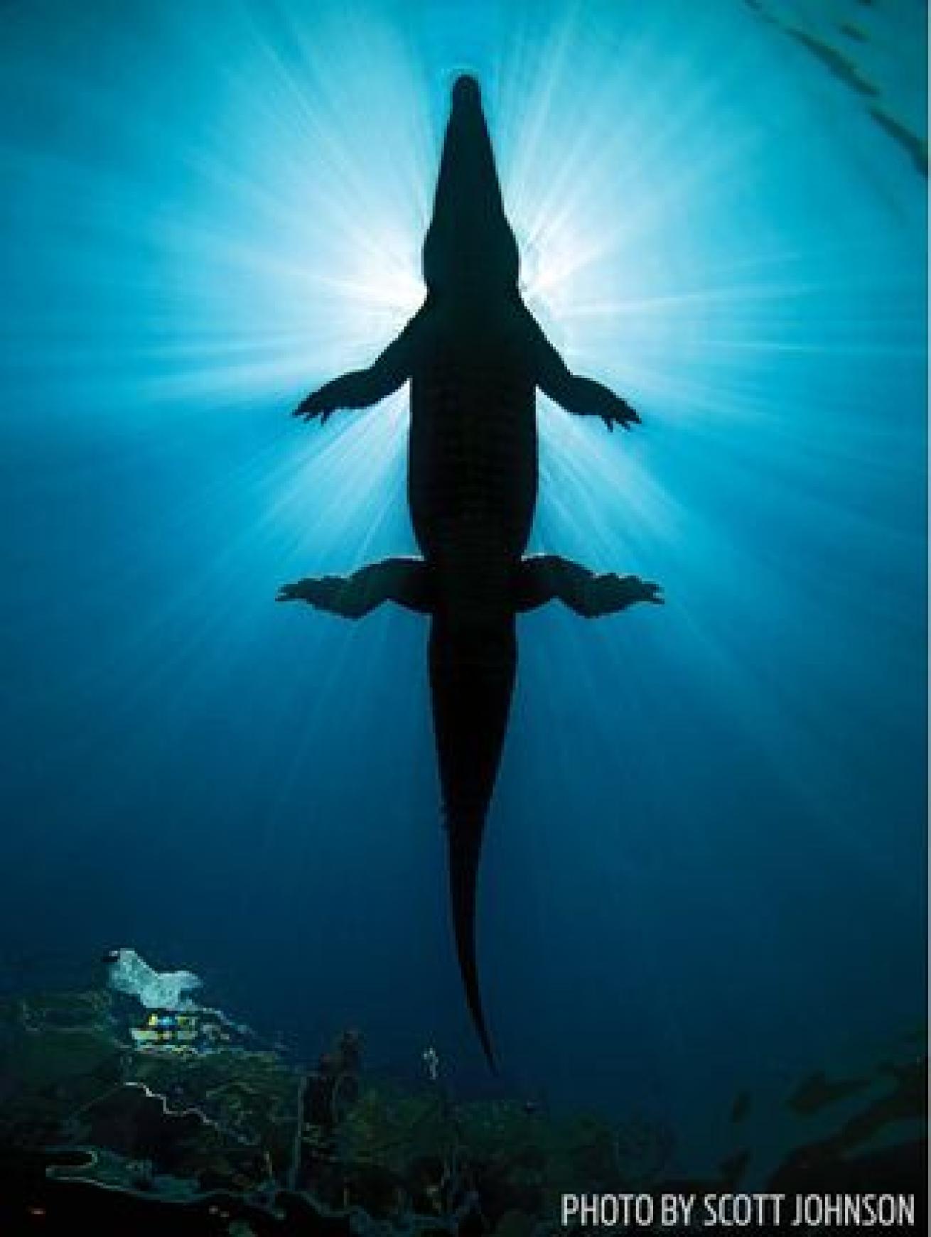 A 10-foot American saltwater crocodile rests motionless near the surface in Nicola Channel