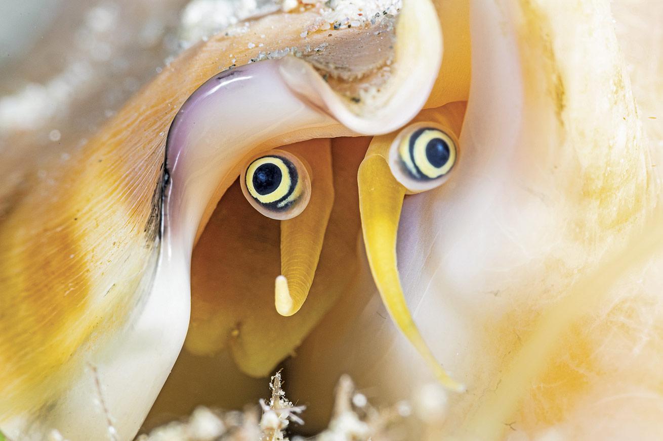 eyes of a vomer conch in the Philippines