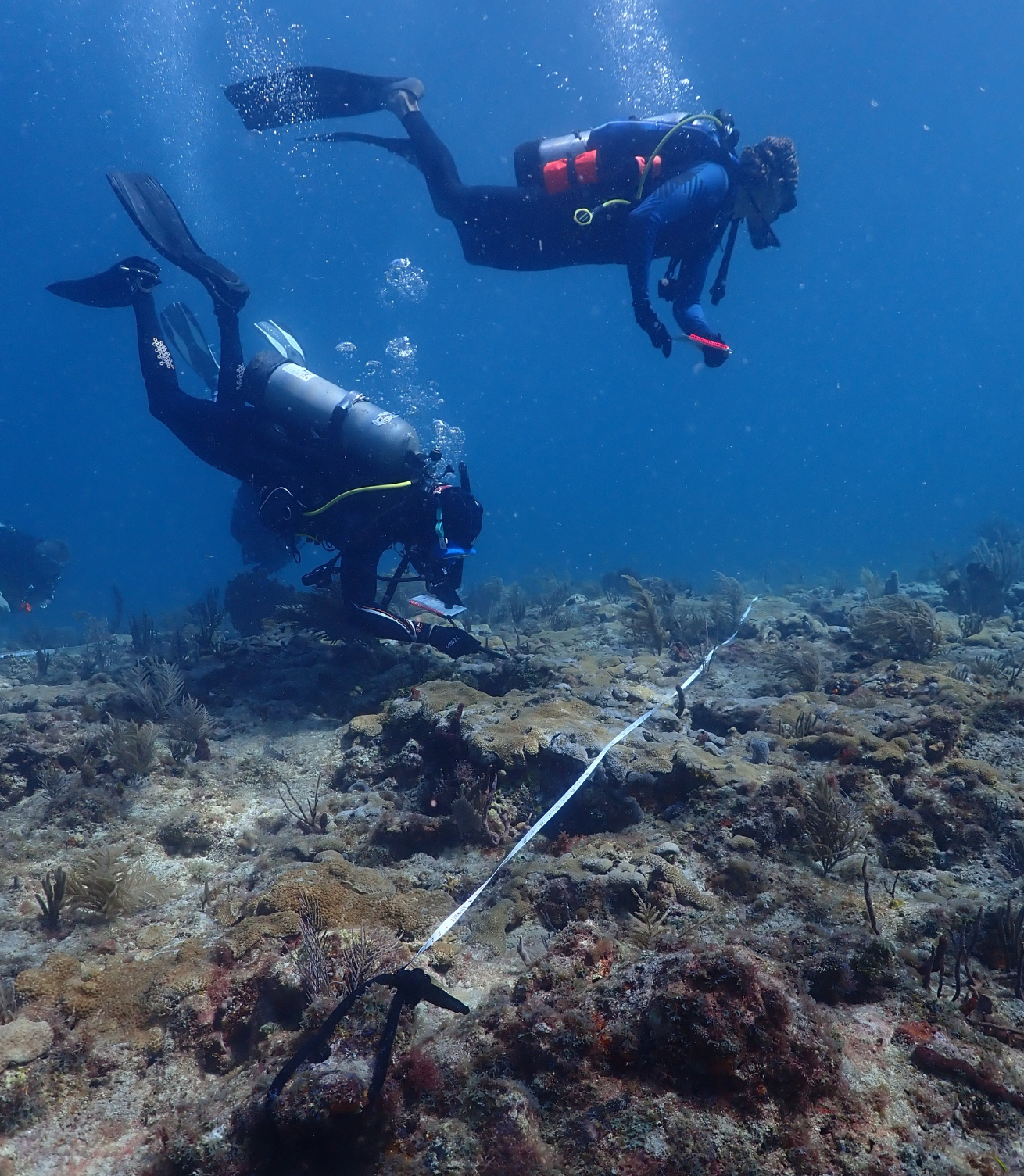 Scuba divers under water