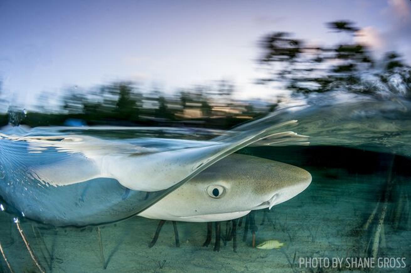 A 2-foot lemon shark pup looking for food off Eleuthera Island in the Bahamas.