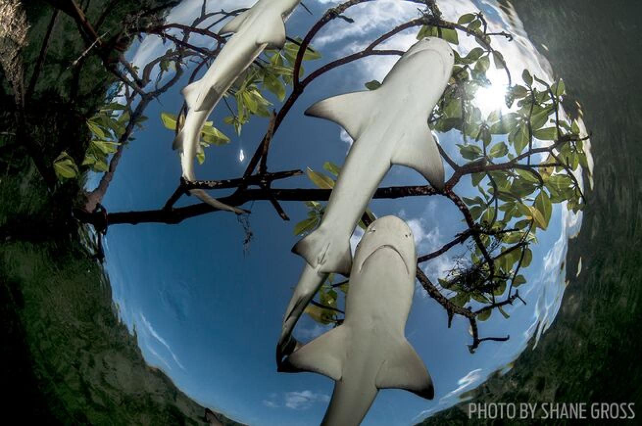 Lemon shark pups in a tiny creek on Eleuthera Island in the Bahamas.