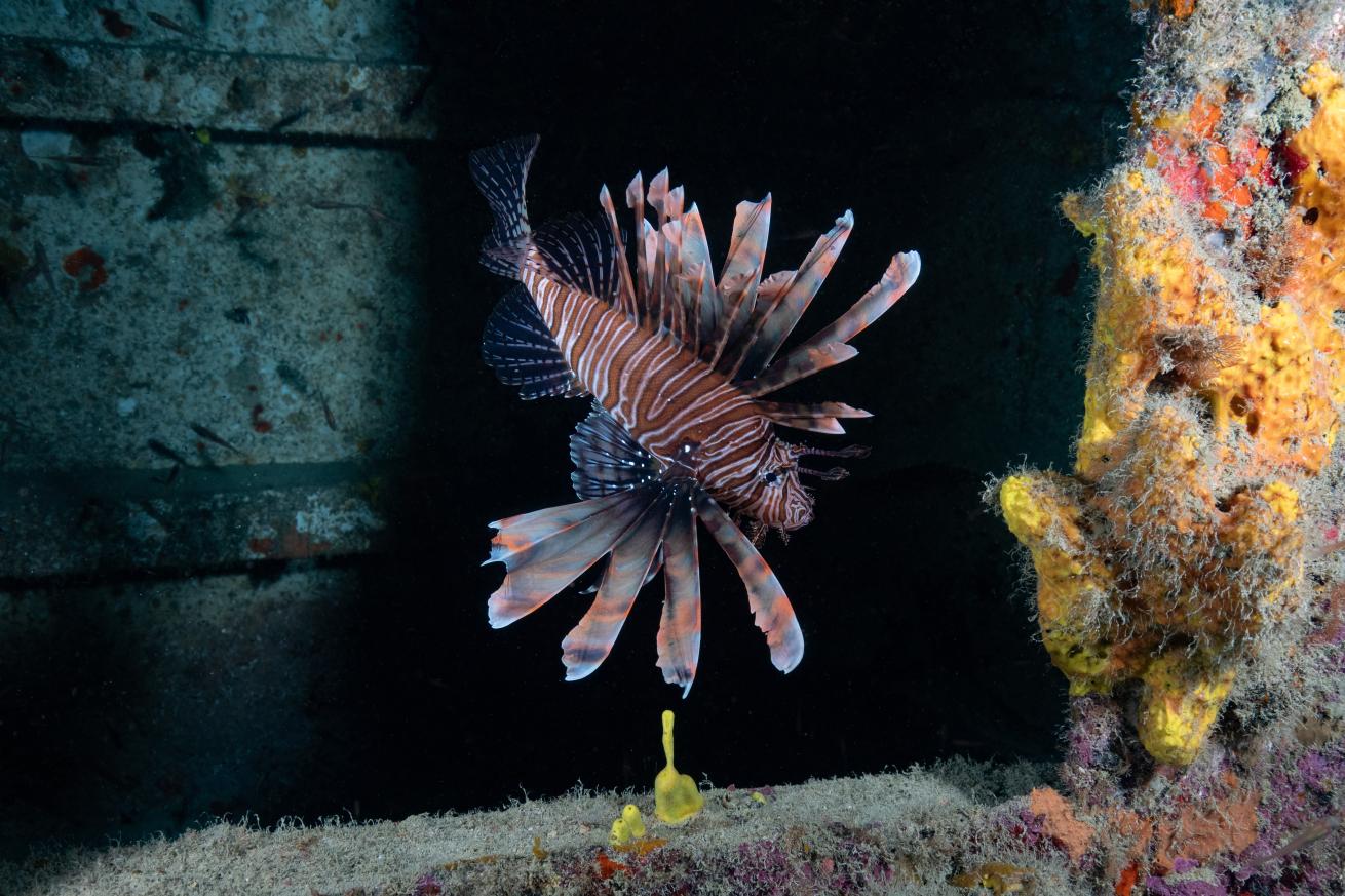 Lionfish can be found on many wrecks throughout South Florida.