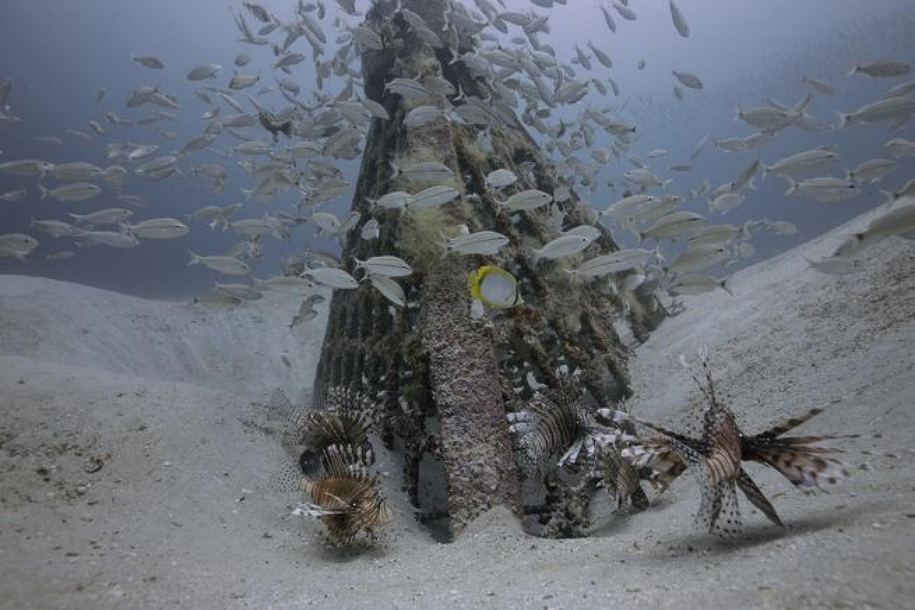 Lionfish swarm an artificial reef site in Destin, Fl.