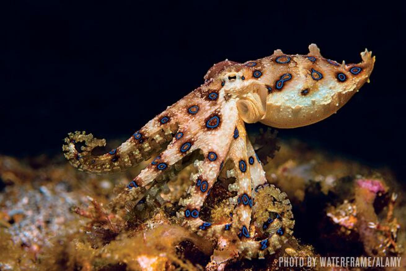 The blue-ringed octopus