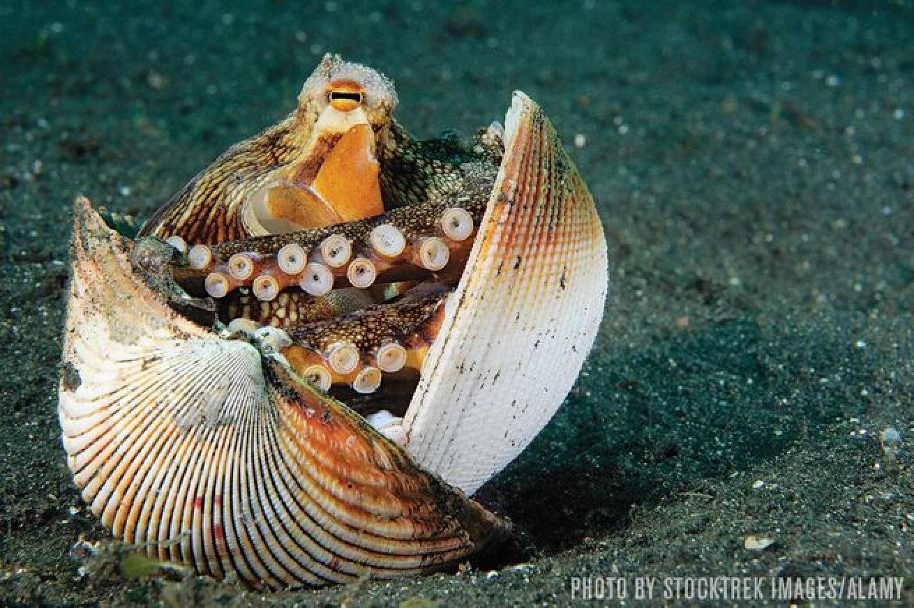 An octopus hides in a borrowed shell