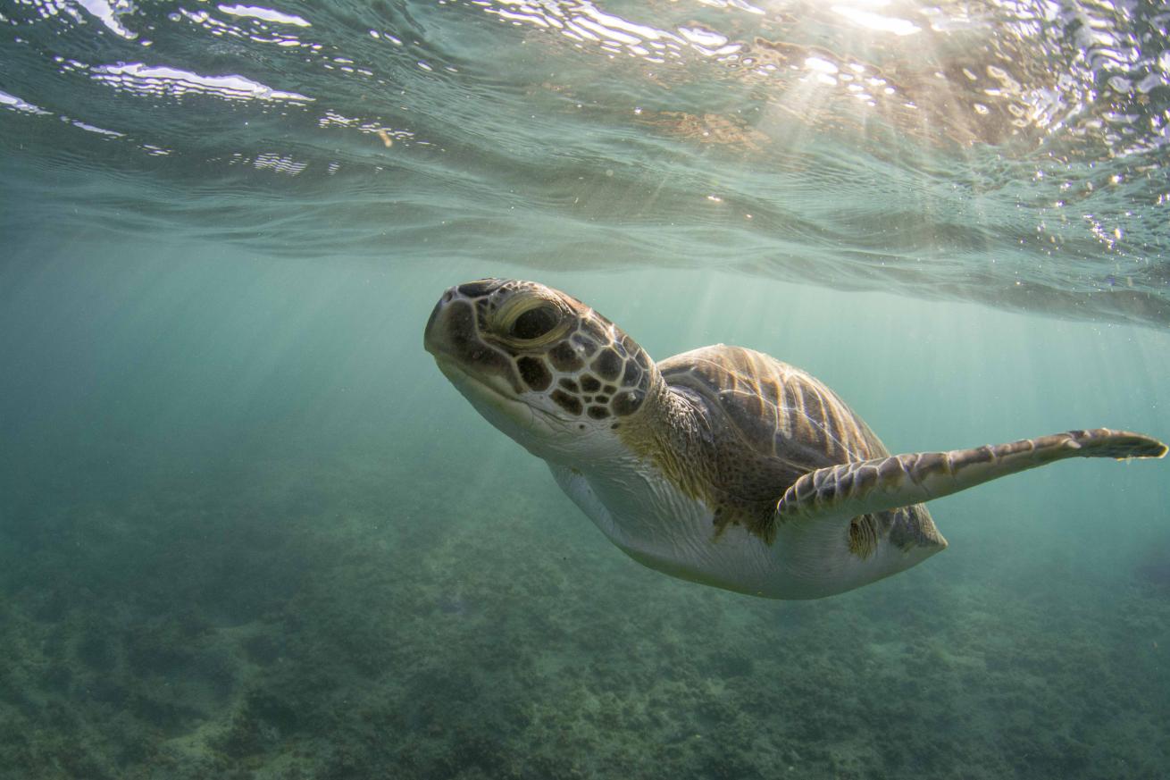 Juvenile green sea turtle surfacing to breathe in South Florida