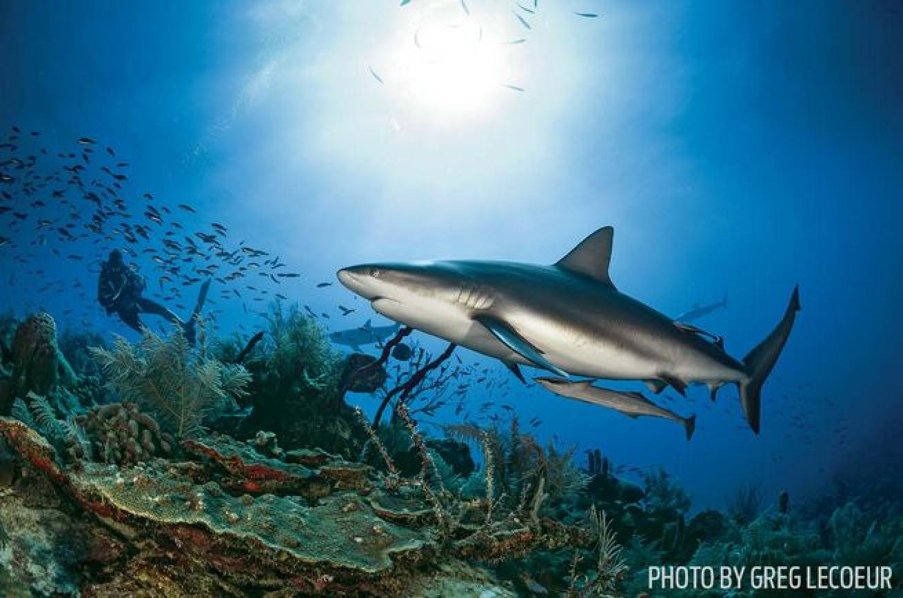 A shark cruises the reef in the Gardens of the Queen off Cuba