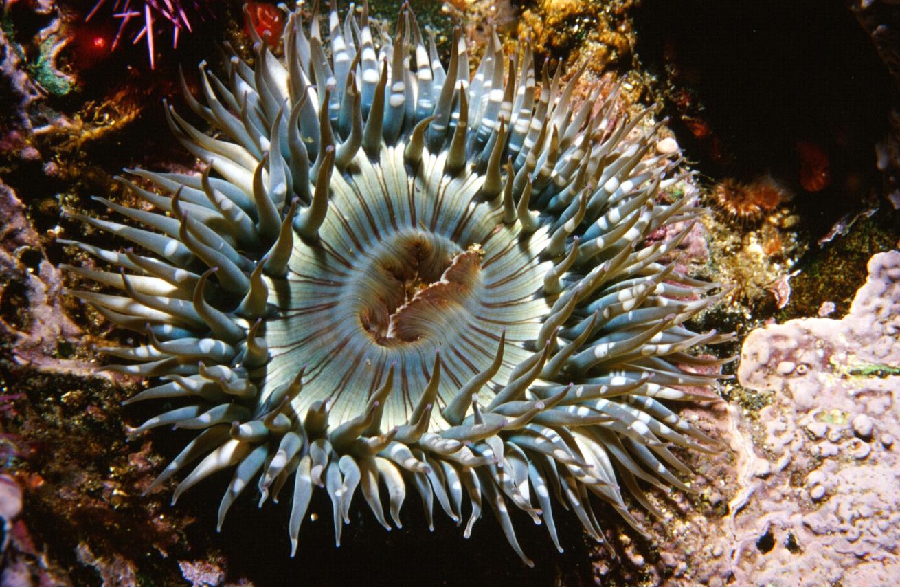 A green sea anemone sits on a rocky reef in British Columbia, attempting to lure prey with its venomous tentacles.