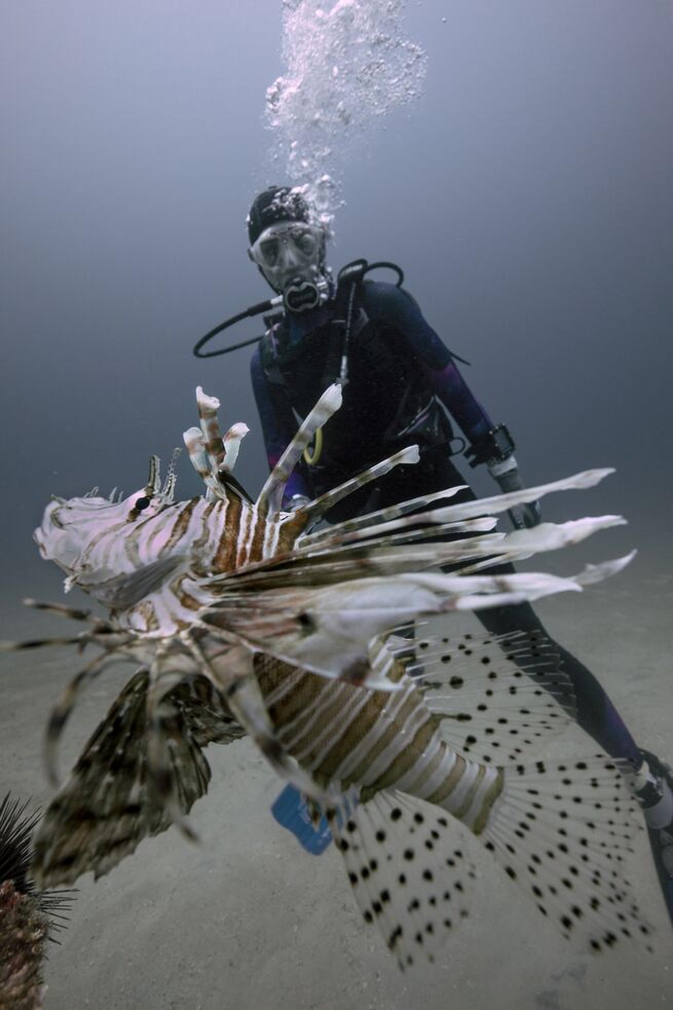 Becca Hurley shows off her speared lionfish underwater.