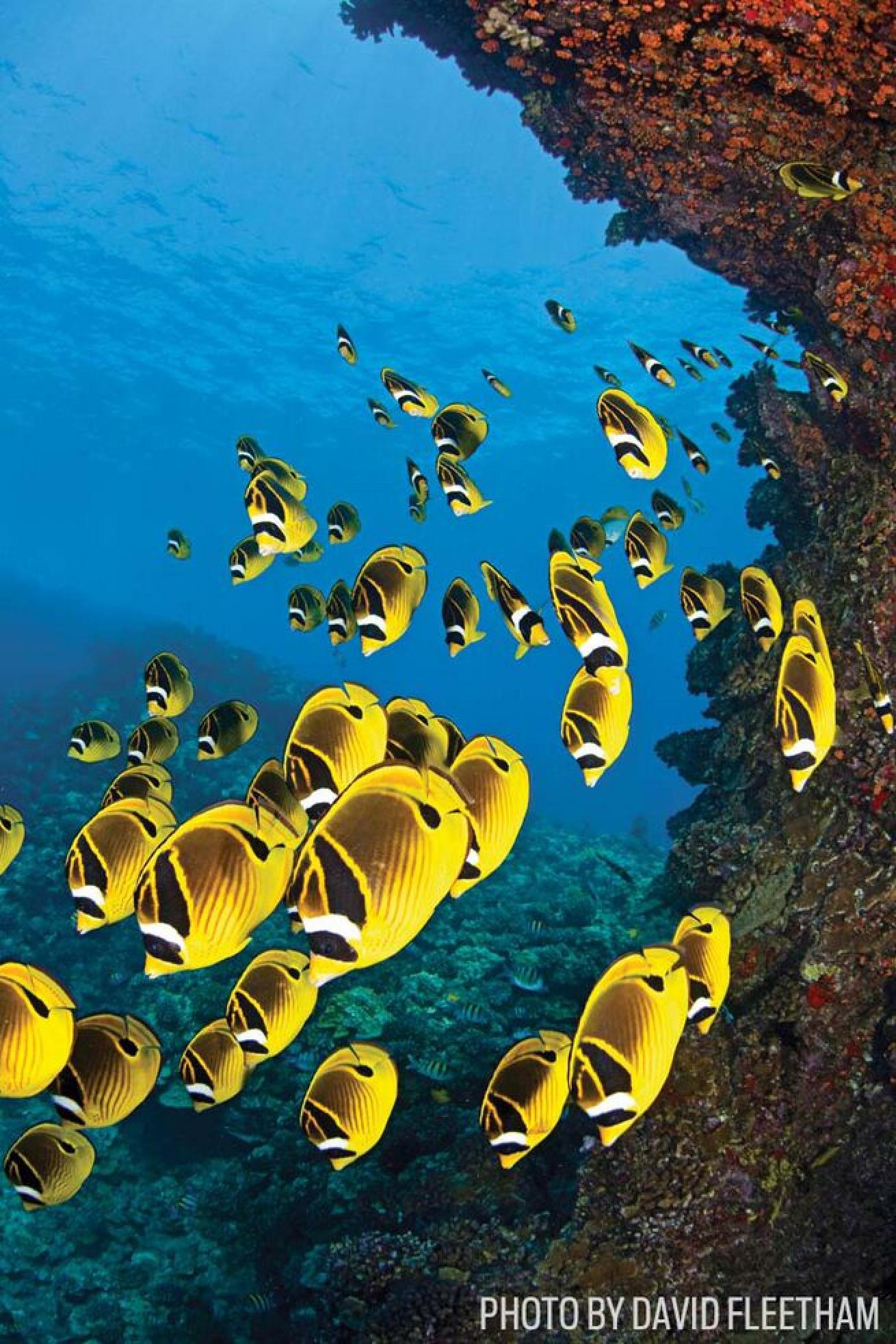 Social Butterflies

For raccoon butterfly fish, school is always in session at Lanai's signature site First Cathedral.