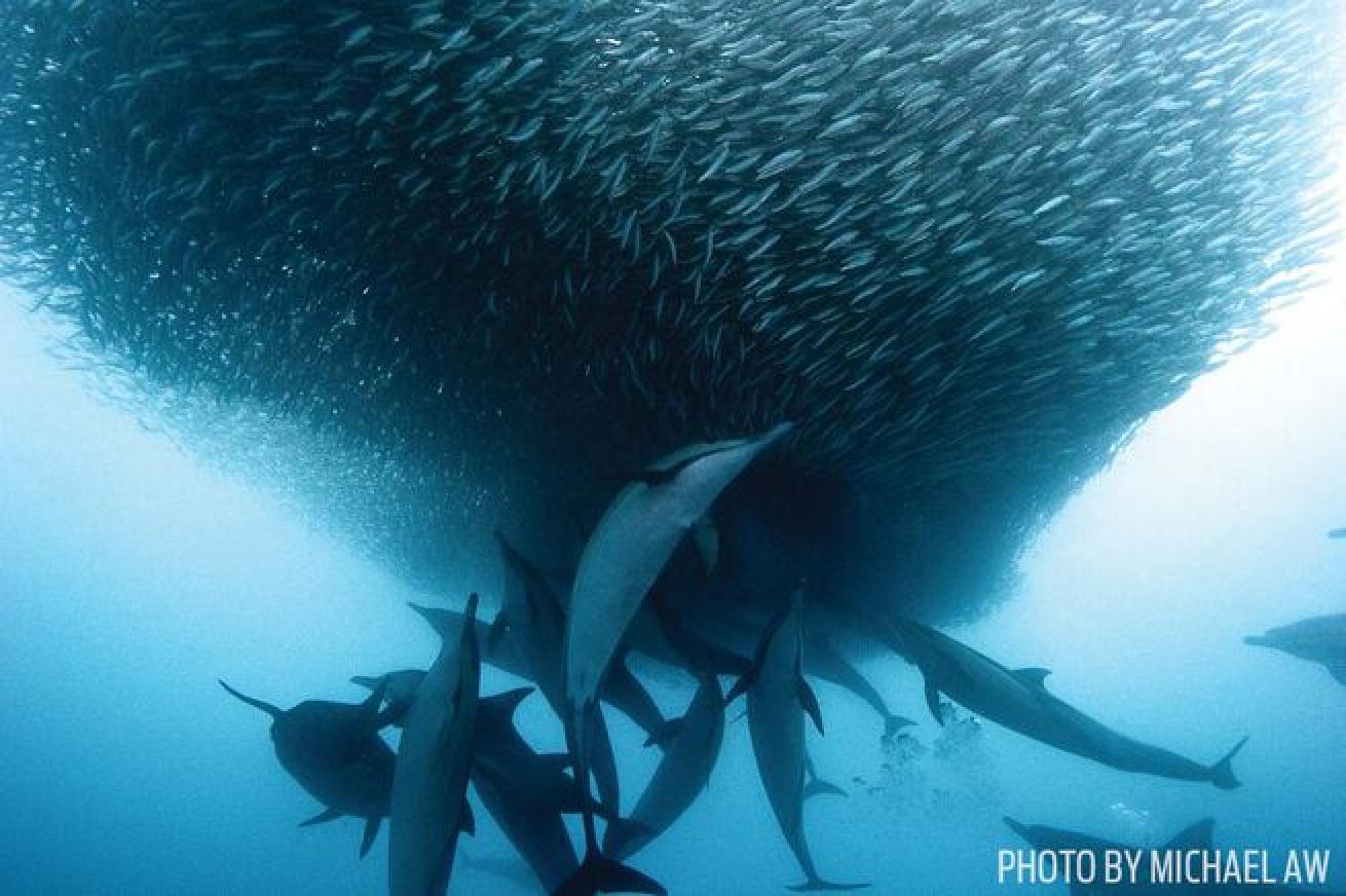 Sardine Spectacle

Dolphins hunt baitfish off the coast of Mozambique.