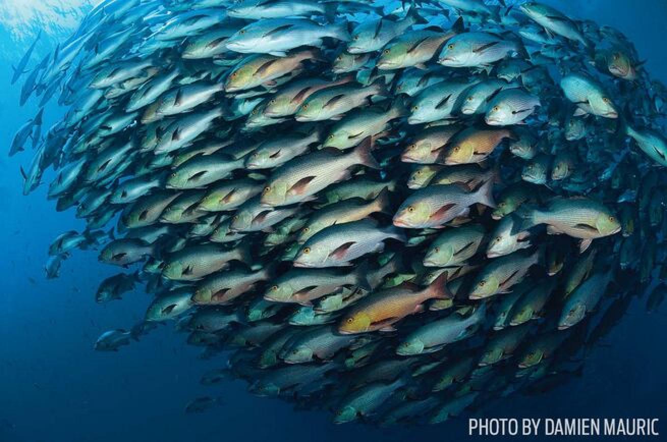 Synchronized Swimming

"Swim up to that school, and if you're not aggressive, they'll accept you. The fish part, and you find those caves and crevices opening up."