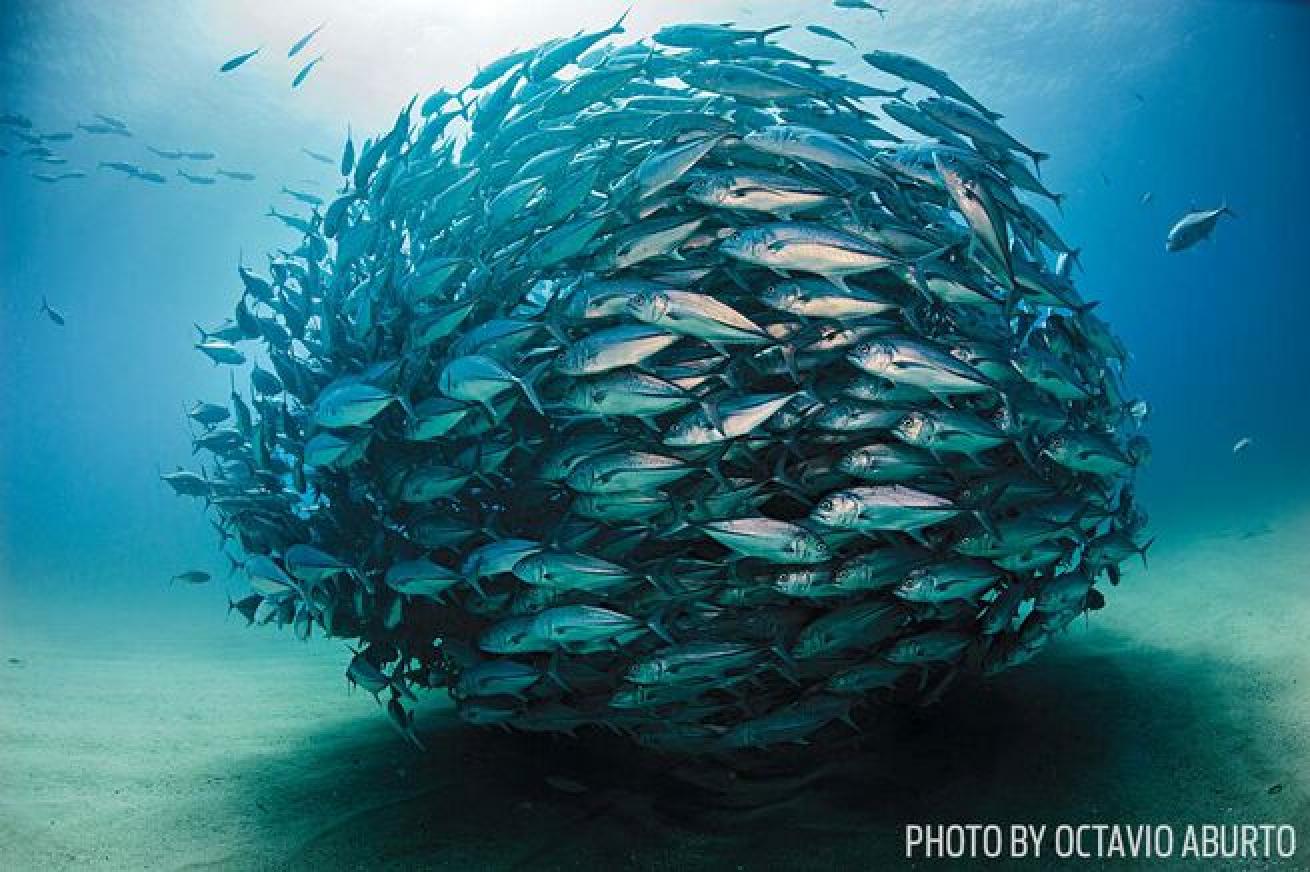 Playing Field

Finding the schools can't be pinned to one location, but they're often seen at the dive sites El Bajo and Los Morros