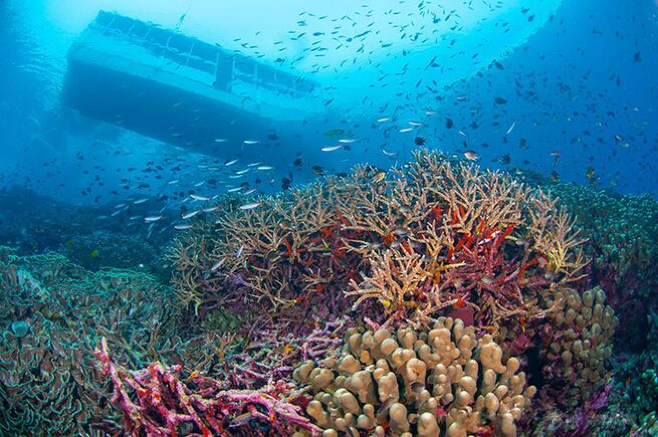 The gorgeous reefscape at the dive site Zoo is only 5 minutes from Wakatobi Resort's dock.